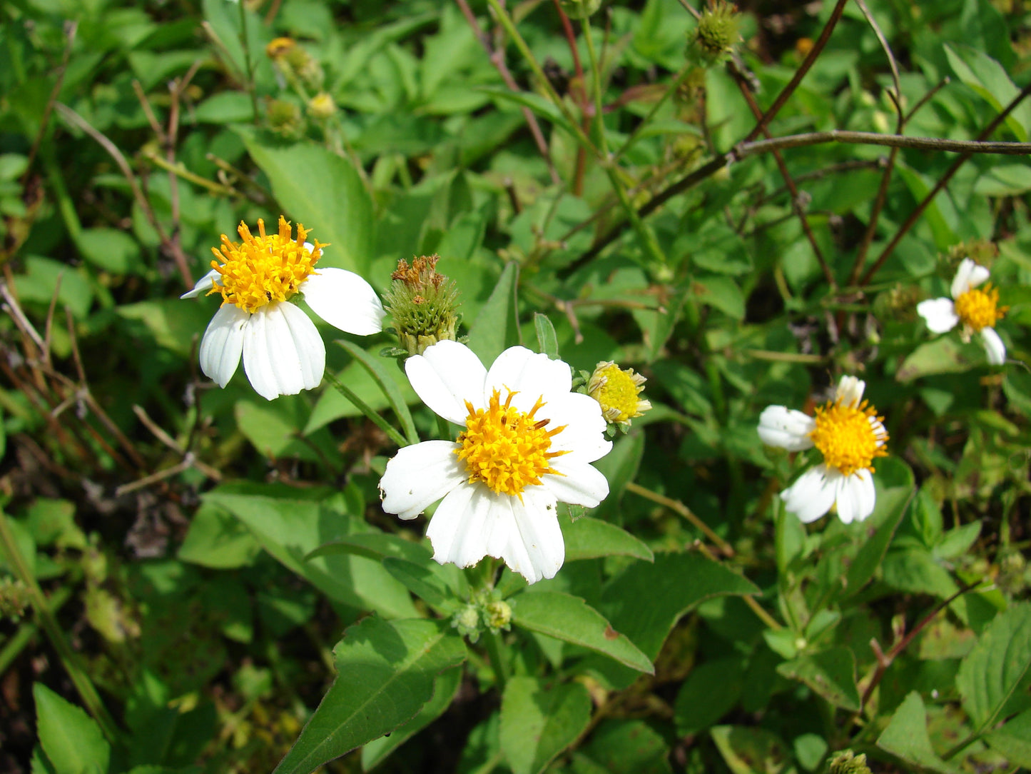 Spanish Needles Flower seeds for Planting Easy to Grow Heirloom & GMO Free Seeds for Home Garden
