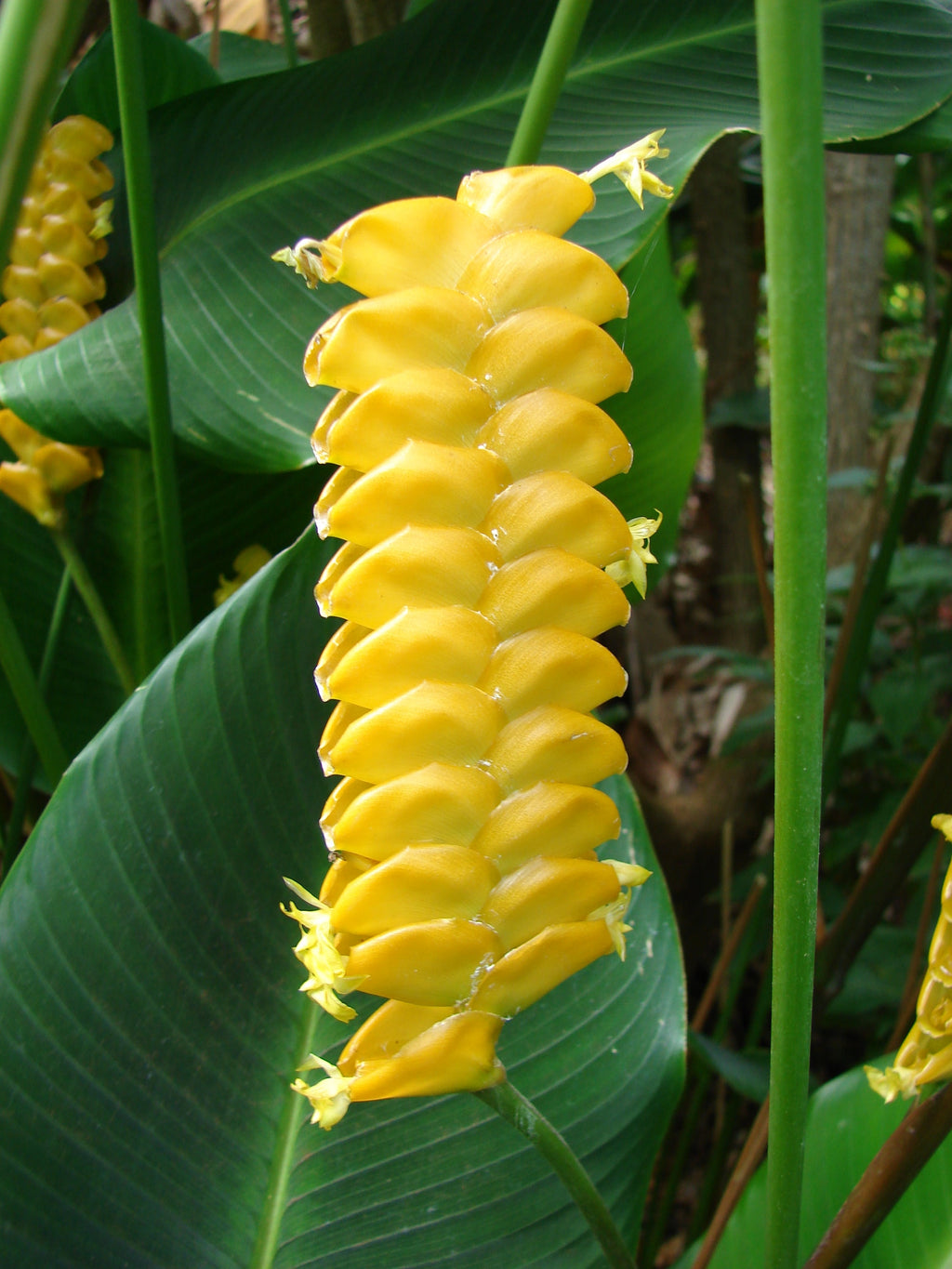 Yellow Calathea Crotalifera Flower seeds for Planting Sun Loving, Heirloom & GMO Free Seeds for Home Garden vegetable and garden seeds