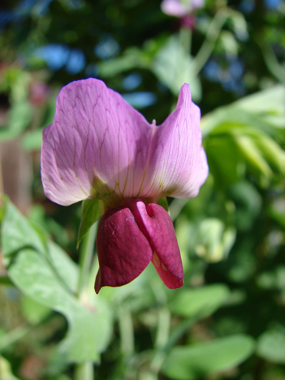 Premium Pisum Sativum Flower seeds for Planting Low Maintenance, Heirloom & GMO Free Seeds for Home Garden seeds