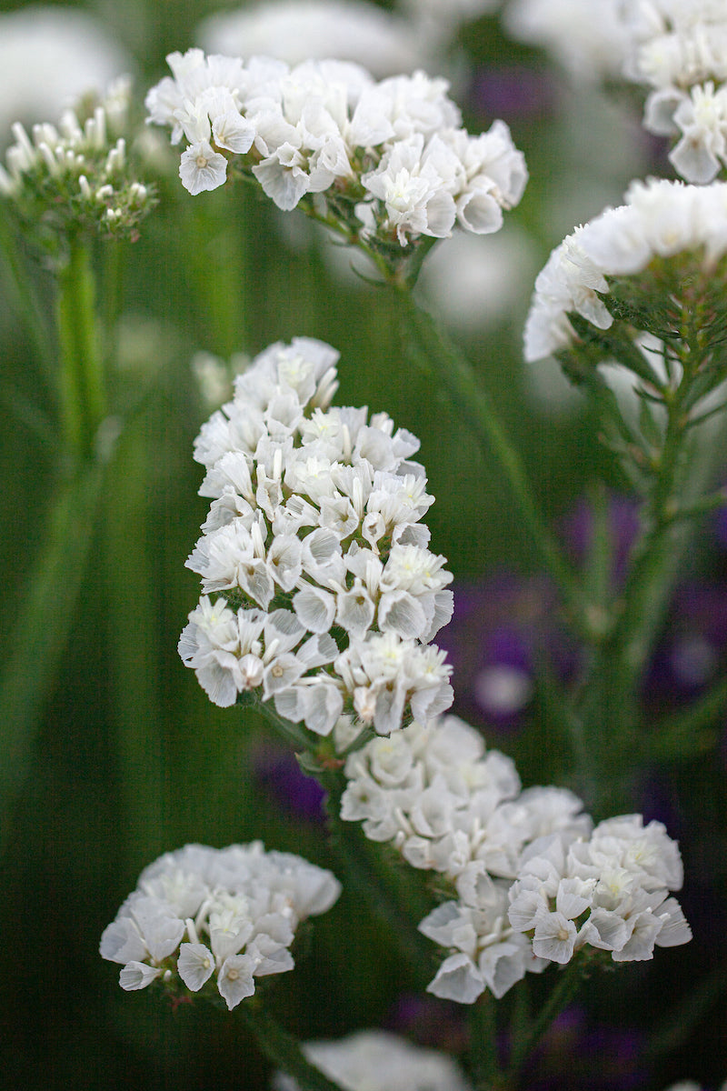 Sea Lavender Flower seeds for Planting Pollinator Friendly, Heirloom & GMO Free Seeds for Home Garden vegetable and garden seeds
