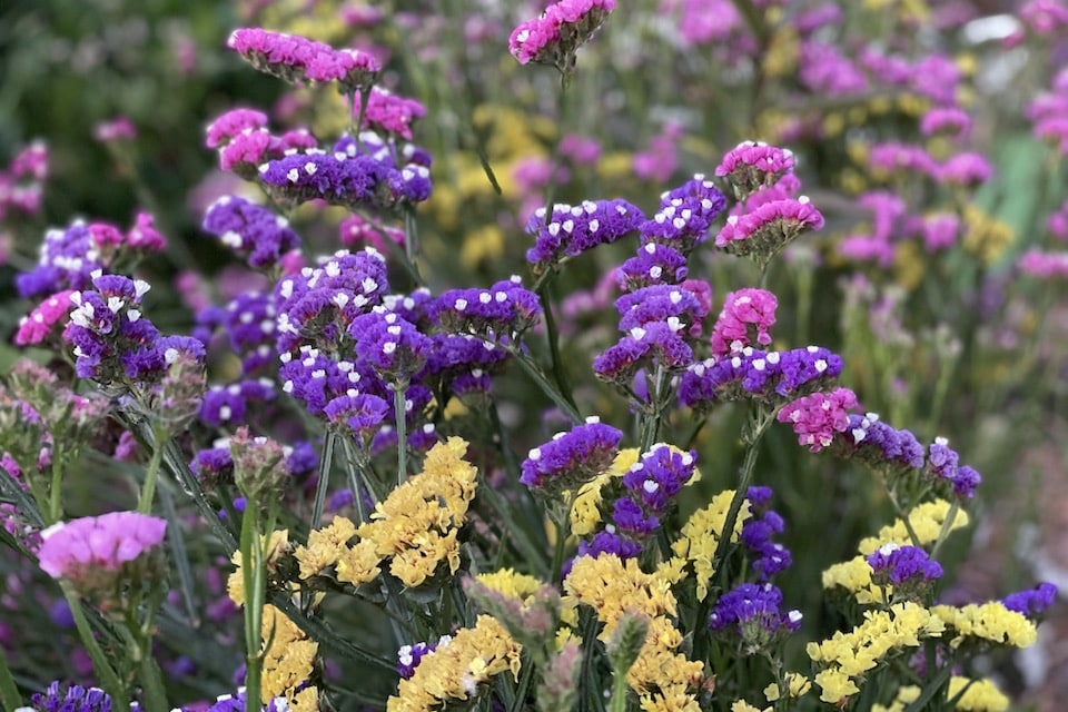 Heirloom Statice Flower seeds for Planting Vibrant Colors Heirloom & GMO Free Seeds for Home Garden