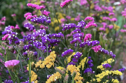 Heirloom Statice Flower seeds for Planting Vibrant Colors Heirloom & GMO Free Seeds for Home Garden