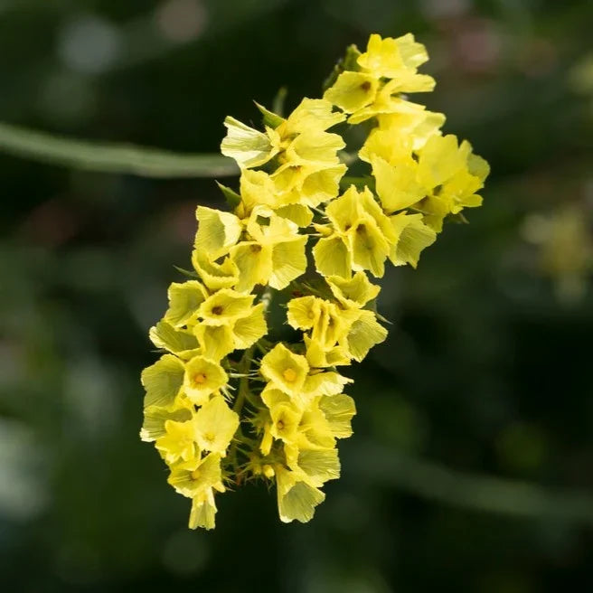Yellow Statice Flower seeds for Planting Premium Quality, Heirloom & GMO Free Seeds for Home Garden vegetable and garden seeds