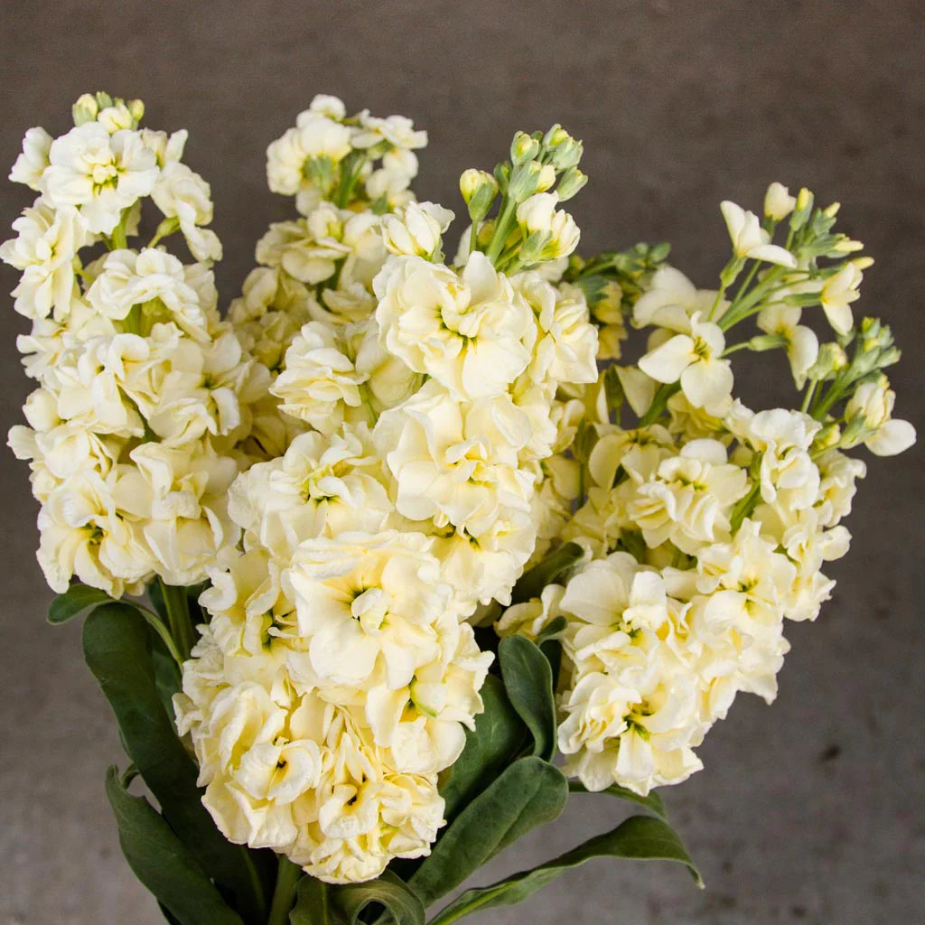 Matthiola Incana Flower seeds for Planting Cut Flower Favorite Heirloom & GMO Free Seeds for Home Garden