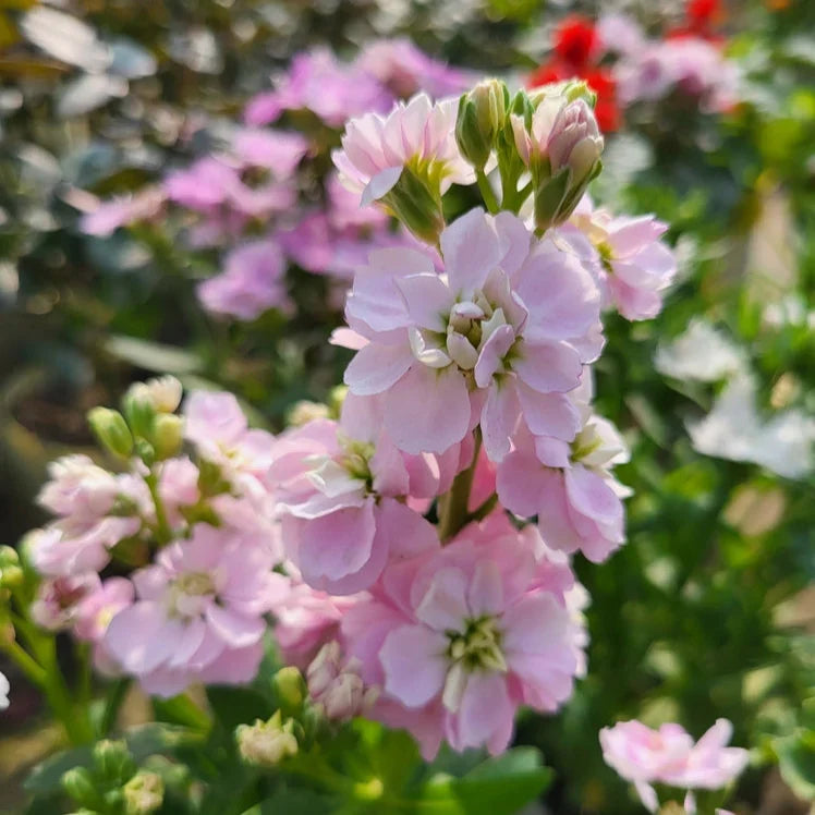 Premium Baby Pink Matthiola Incana Flower seeds for Planting Fragrant Blossoms, Heirloom & GMO Free Seeds for Home Garden seeds