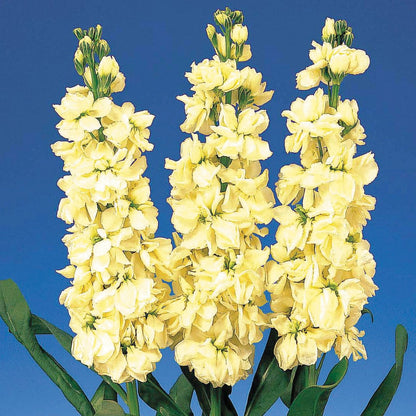 Matthiola (Matthiola Incana) seeds for planting in home garden