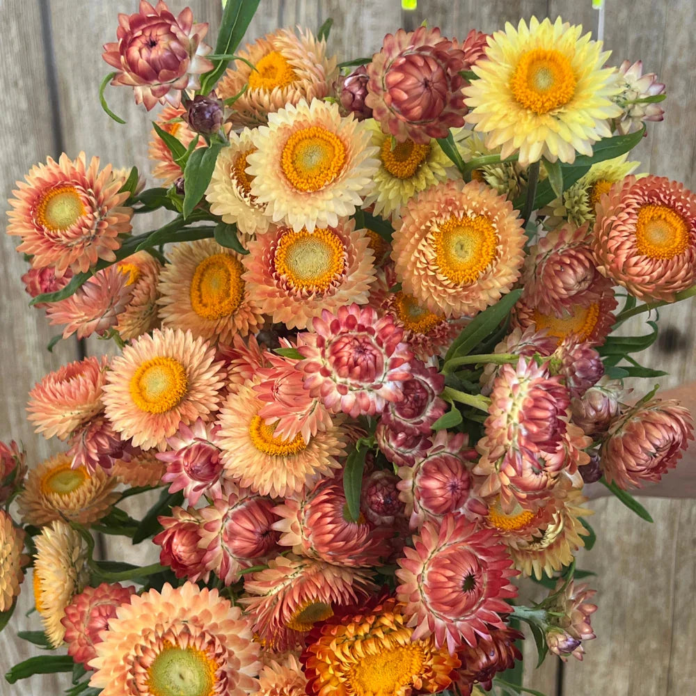 Mixed Straw Flower seeds for Planting Pollinator Friendly, Heirloom & GMO Free Seeds for Home Garden vegetable and garden seeds