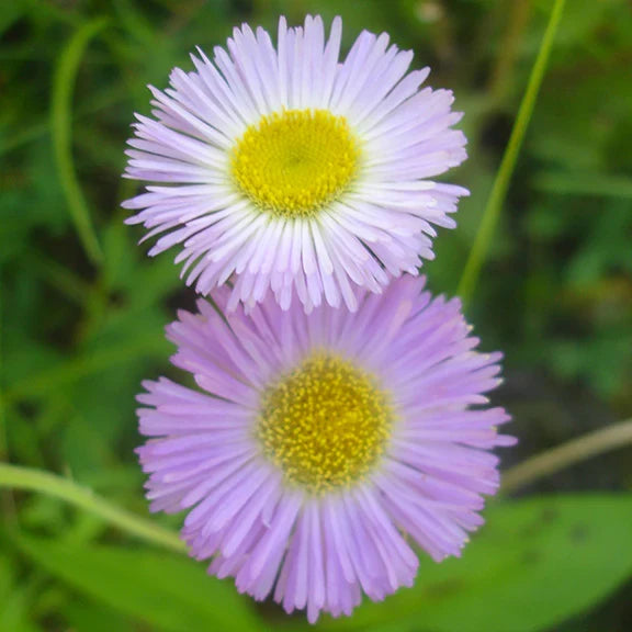 Purple Erigeron Flower seeds for Planting Premium Quality, Heirloom & GMO Free Seeds for Home Garden vegetable and garden seeds