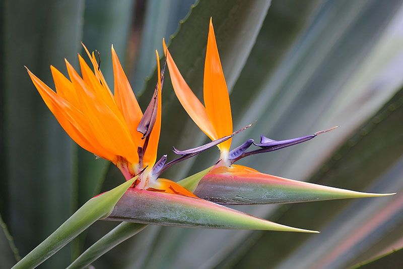 Strelitzia Flower seeds for Planting Easy to Grow Heirloom & GMO Free Seeds for Home Garden