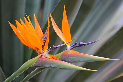Strelitzia Flower seeds for Planting Easy to Grow Heirloom & GMO Free Seeds for Home Garden