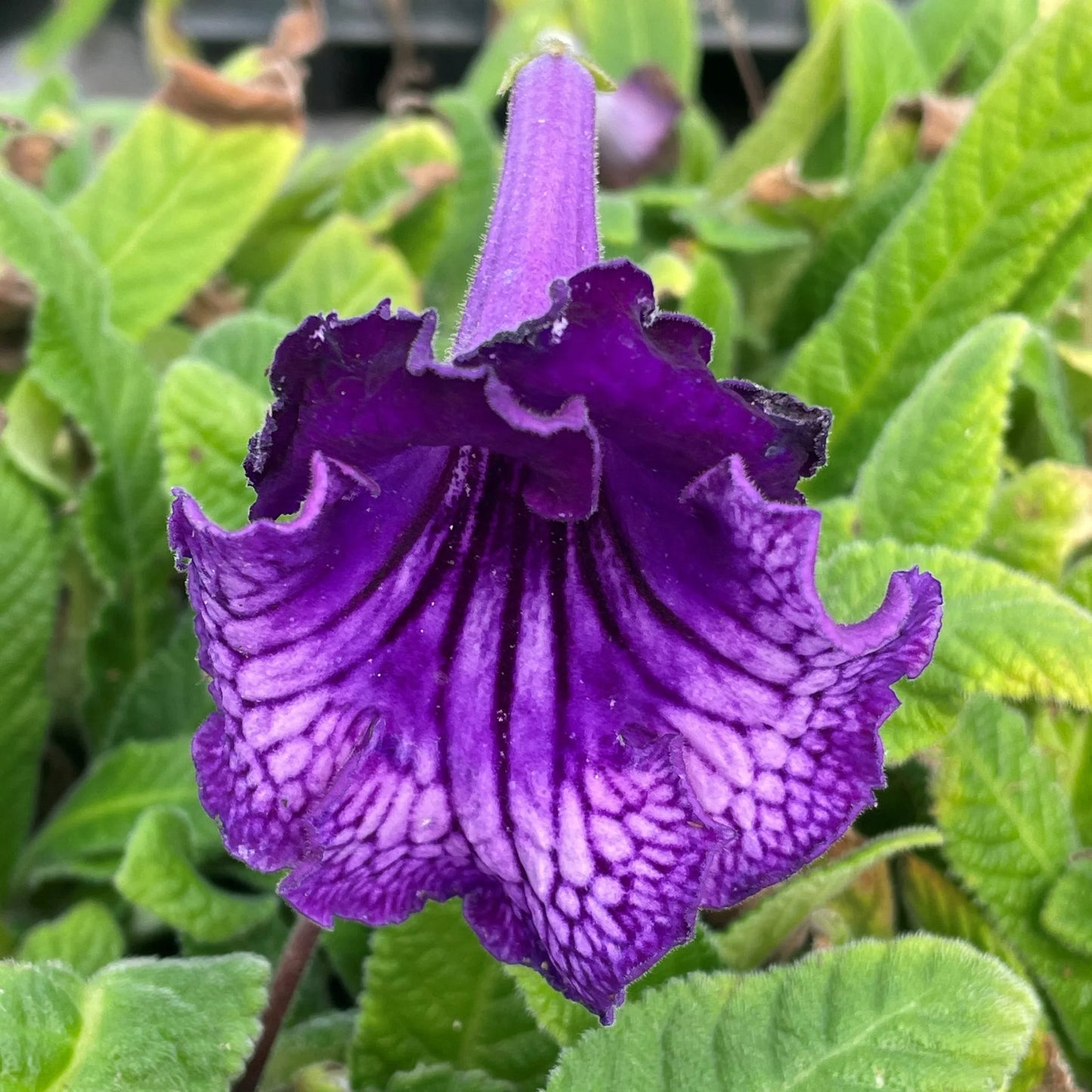 Cape Primrose Flower seeds for Planting Seasonal Bloomer Heirloom & GMO Free Seeds for Home Garden