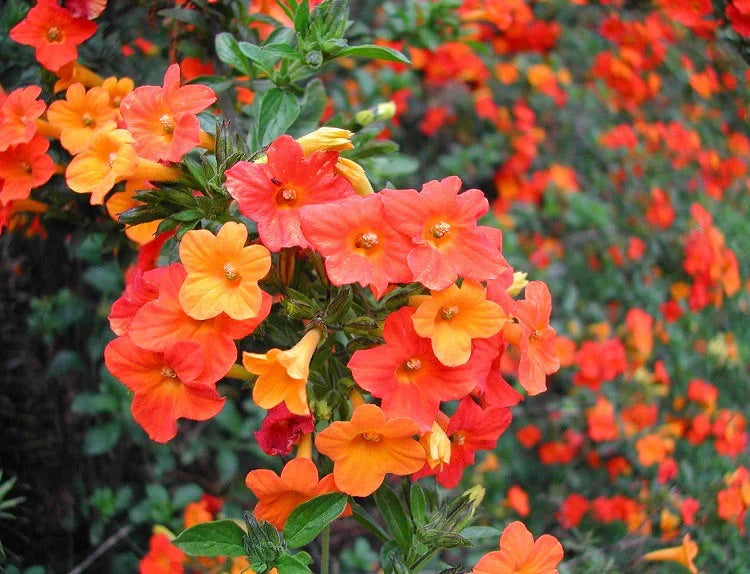 Premium Streptosolen Flower seeds for Planting Wildflower Mix Heirloom & GMO Free Seeds for Home Garden seeds