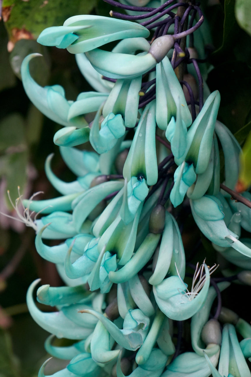 High quality Jadewein Flower seeds for Planting Cut Flower Favorite, Heirloom & GMO Free Seeds for Home Garden seeds pack