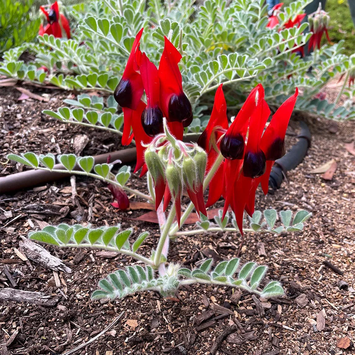 Sturt's Flower seeds for Planting - Fragrant Blossoms, Heirloom & GMO Free Seeds for Home Garden