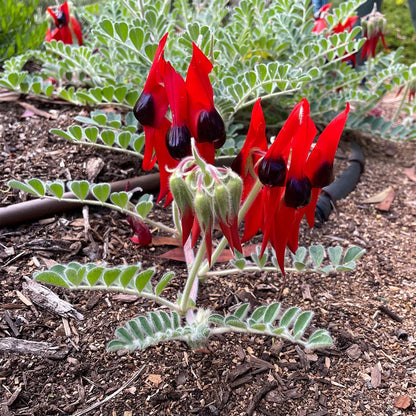 Sturt's Flower seeds for Planting - Fragrant Blossoms, Heirloom & GMO Free Seeds for Home Garden