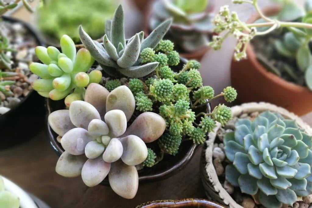 Succulents Bonsai Flower seeds for Planting Premium Quality Heirloom & GMO Free Seeds for Home Garden