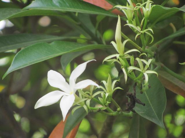 White Cryptolepis Flower seeds for Planting Hardy Variety, Heirloom & GMO Free Seeds for Home Garden vegetable and garden seeds
