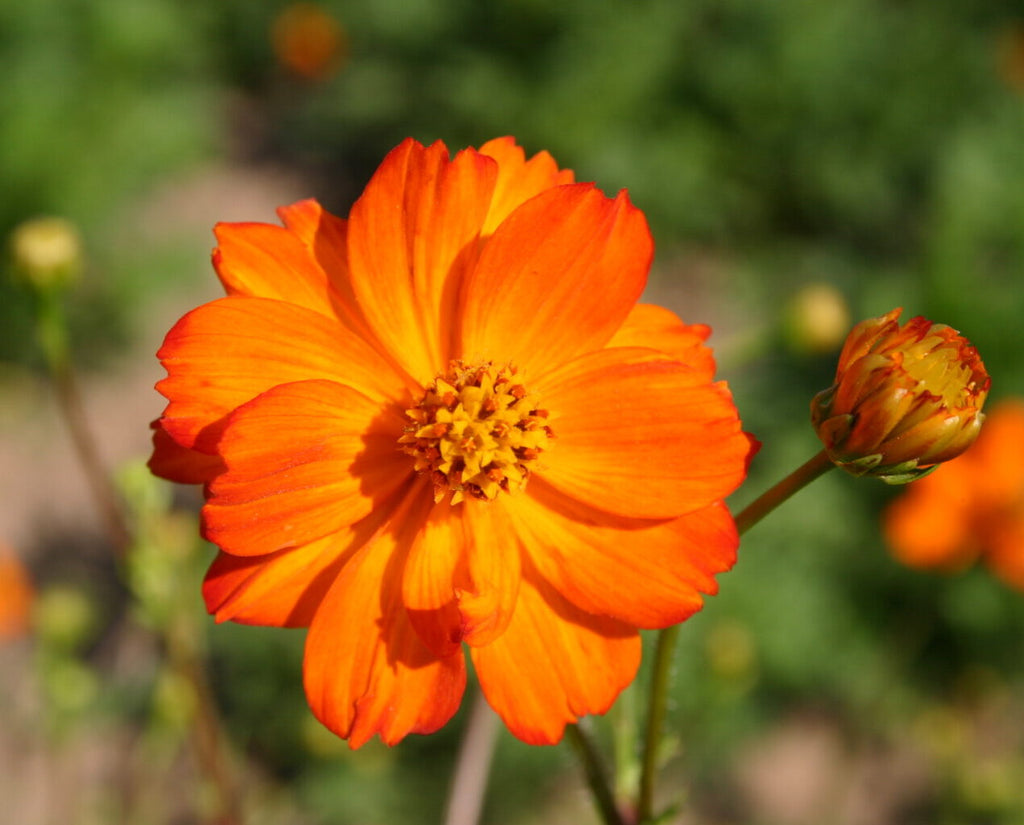 Premium Orange Cosmos Flower seeds for Planting Long Bloom Season, Heirloom & GMO Free Seeds for Home Garden seeds
