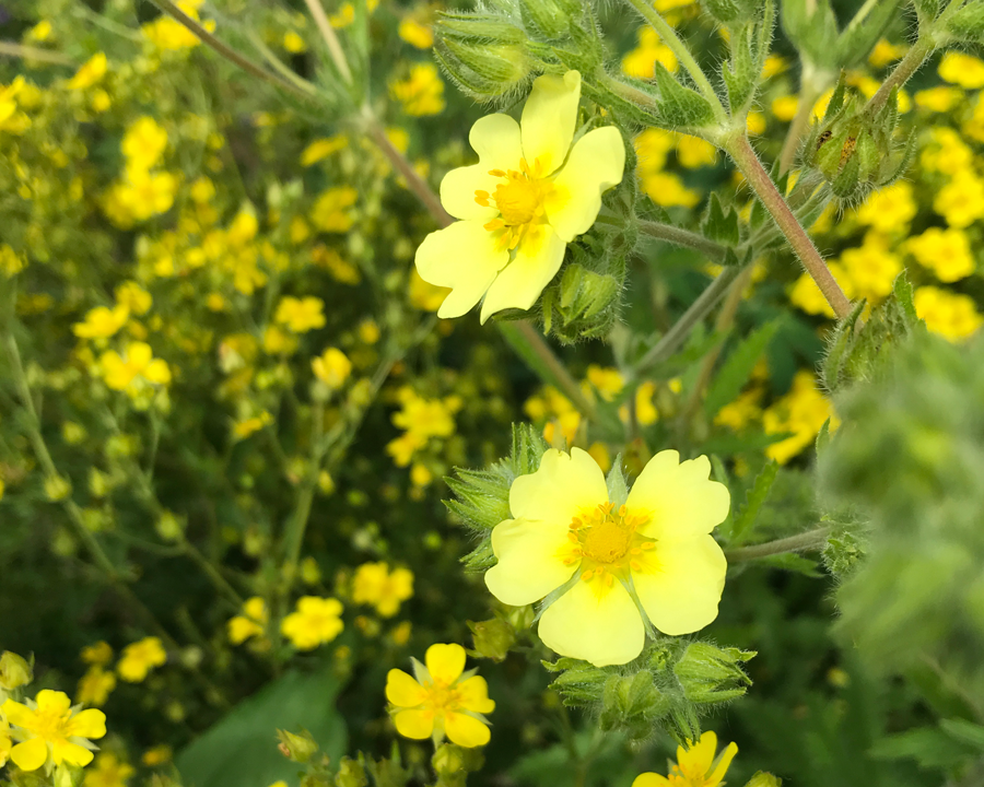 Yellow Cinquefoil Flower seeds for Planting Easy to Grow, Heirloom & GMO Free Seeds for Home Garden vegetable and garden seeds
