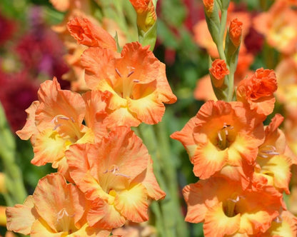 Dark Orange Gladiolus Flower Seeds for Planting