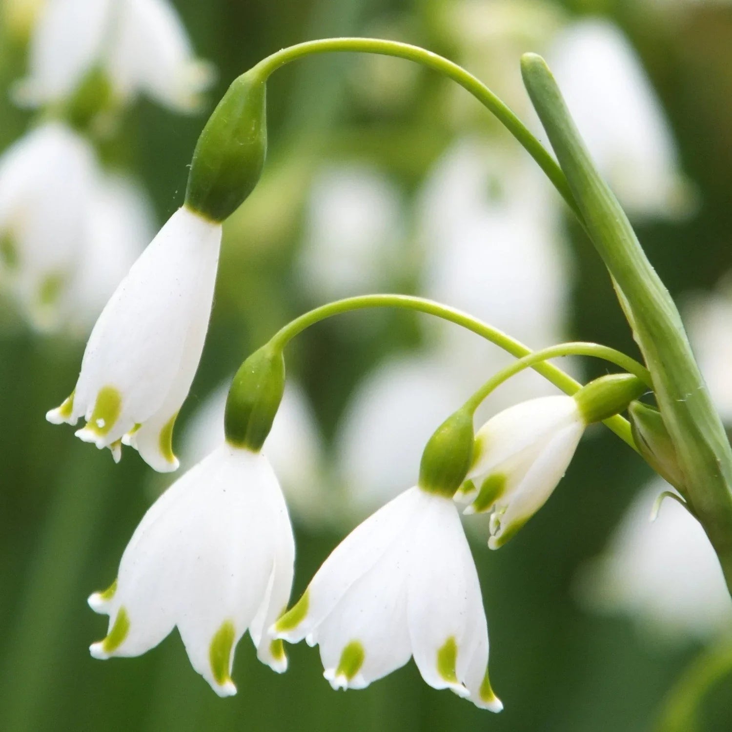 High quality White Rich Aroma Flower seeds for Planting Colorful Display, Heirloom & GMO Free Seeds for Home Garden seeds pack