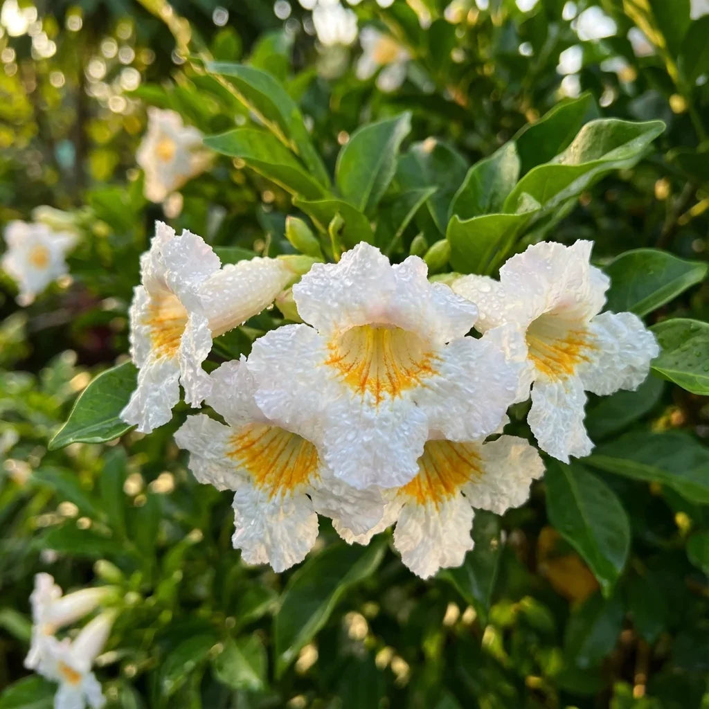 Premium Green Radermachera Flower seeds for Planting Colorful Display, Heirloom & GMO Free Seeds for Home Garden seeds