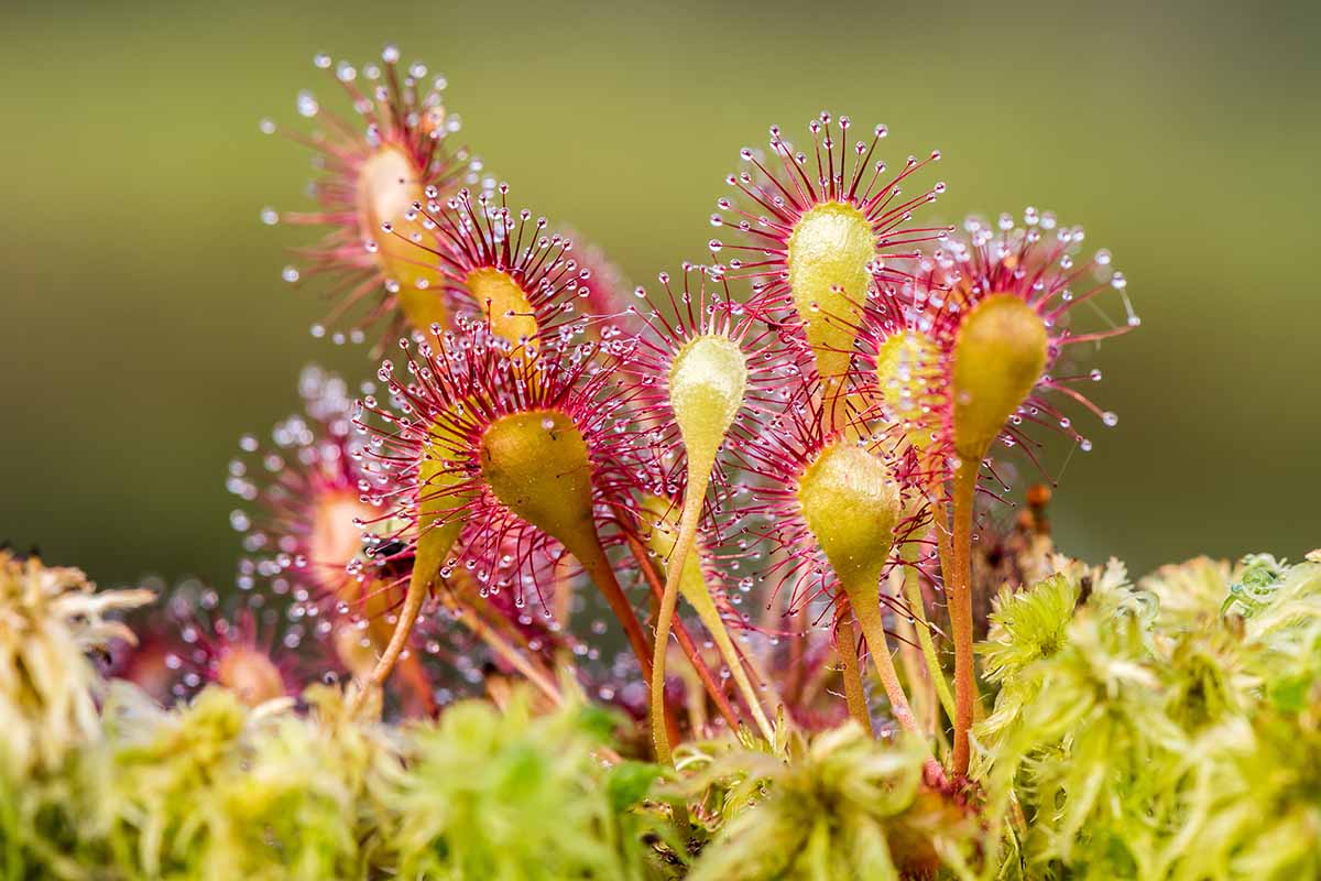 Sundew Planting Seeds Mixed
