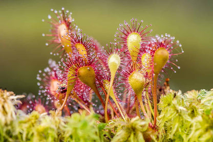 Light Pink Sundew Plant Seeds For Easy Planting Flower