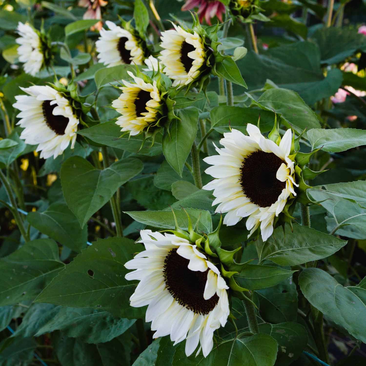 High quality White Sunflower Flower seeds for Planting Seasonal Bloomer, Heirloom & GMO Free Seeds for Home Garden seeds pack