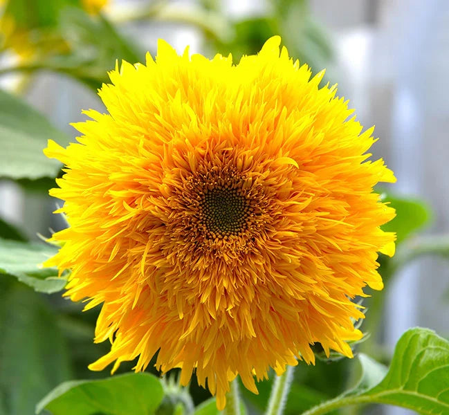 Premium Yellow Teddy SunFlower seeds for Planting Cut Flower Favorite, Heirloom & GMO Free Seeds for Home Garden seeds