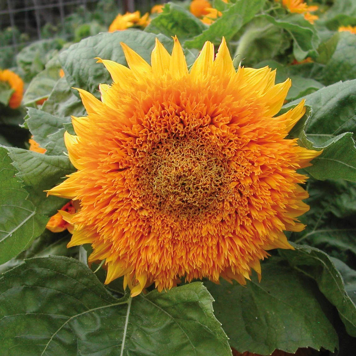 Teddy Bear SunFlower seeds for Planting Cottage Garden Essential Heirloom & GMO Free Seeds for Home Garden