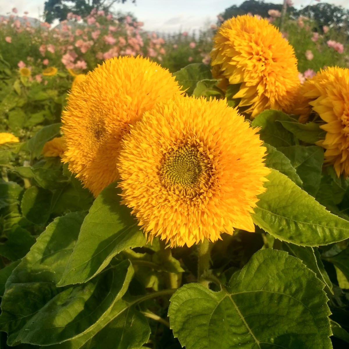 Teddy Bear SunFlower seeds for Planting Cottage Garden Essential Heirloom & GMO Free Seeds for Home Garden
