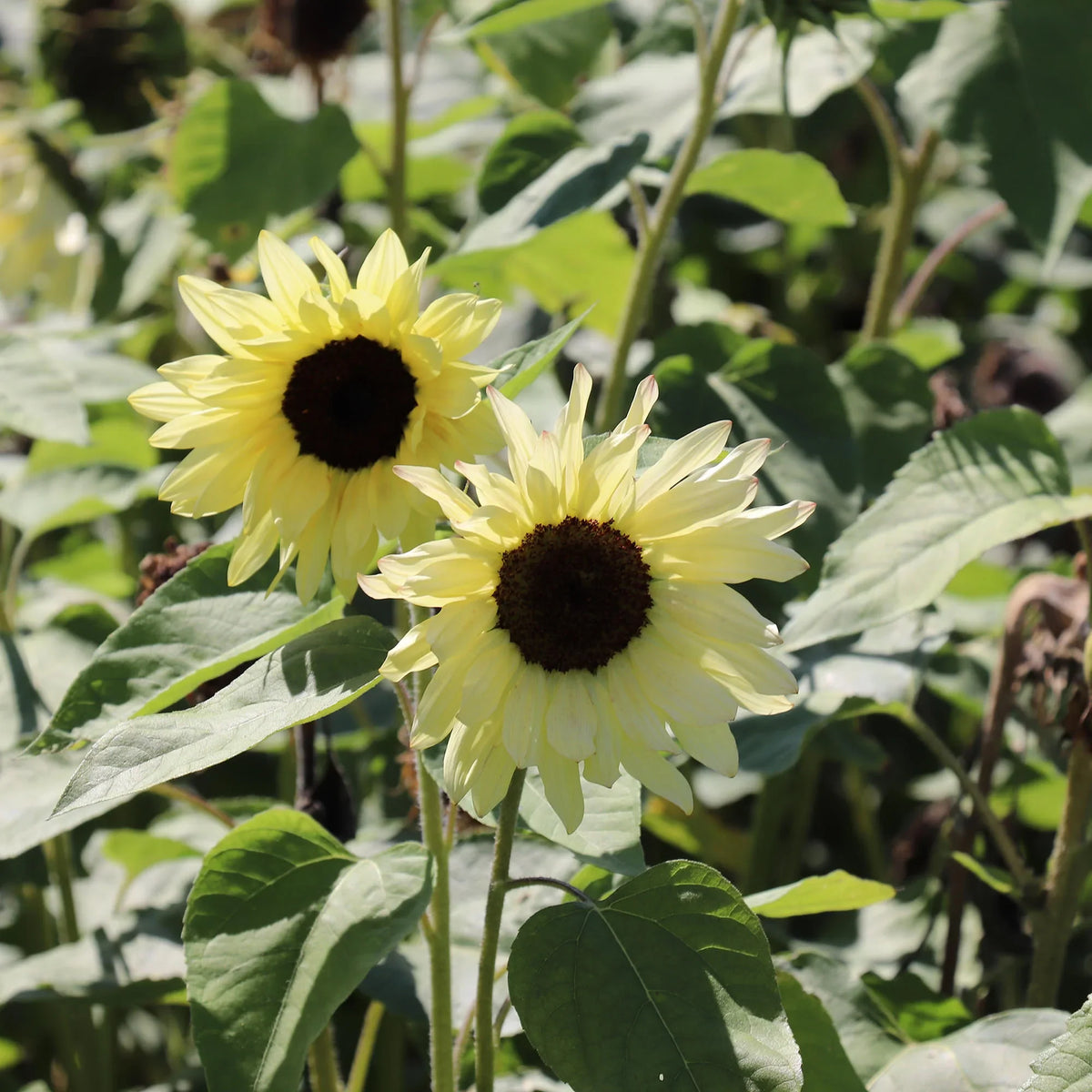 Sunflower (Sunflower Buttercream) seeds for planting in home garden