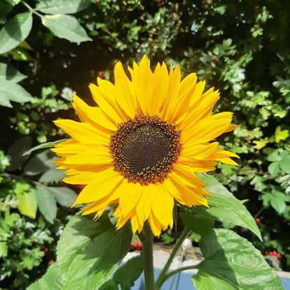 Skyscraper (Skyscraper SunFlower) seeds for planting in home garden