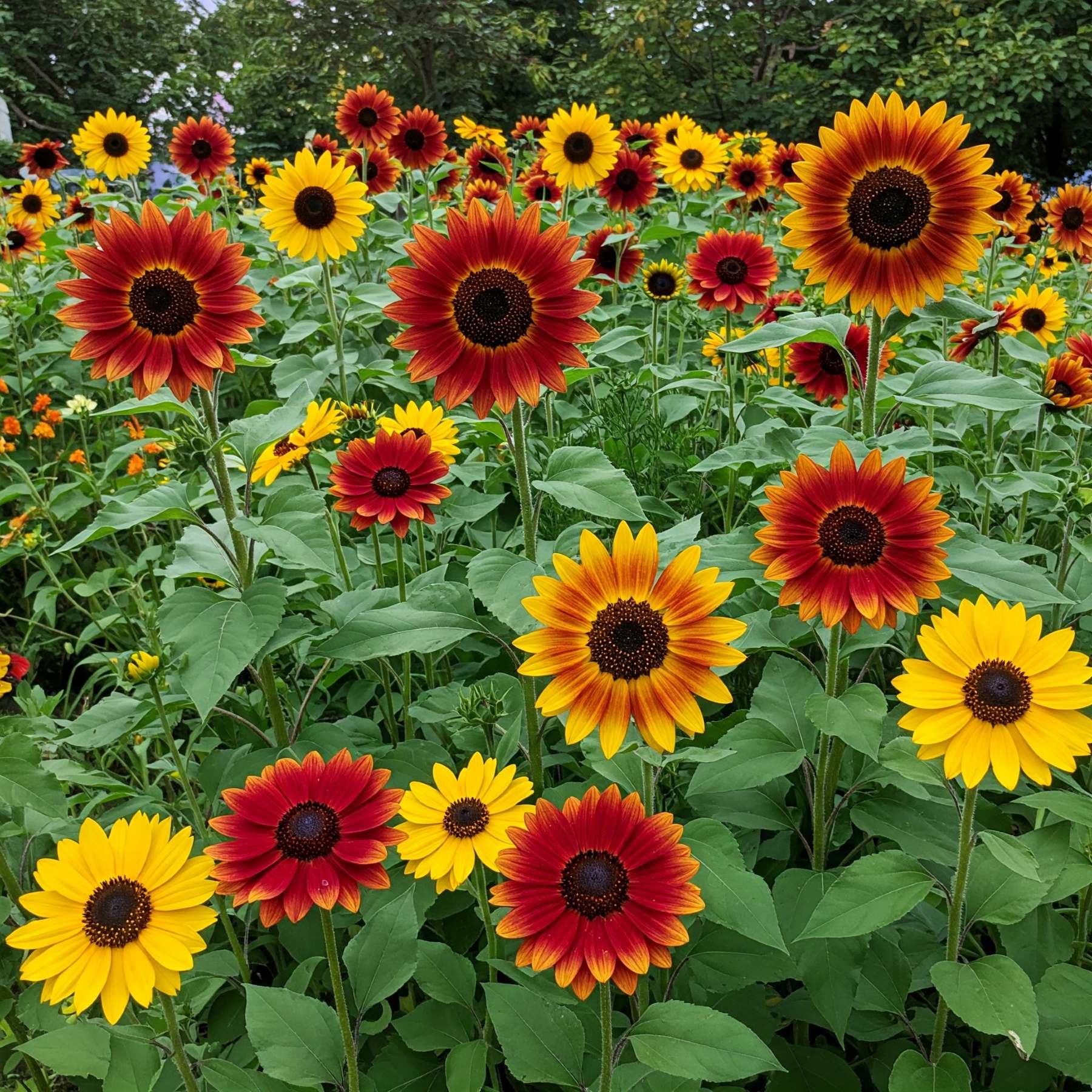 Mixed SunFlower seeds for Planting Compact Growth, Heirloom & GMO Free Seeds for Home Garden vegetable and garden seeds