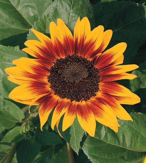 Brown Sunflower Flower seeds for Planting Shade Tolerant, Heirloom & GMO Free Seeds for Home Garden Sale seeds for planting