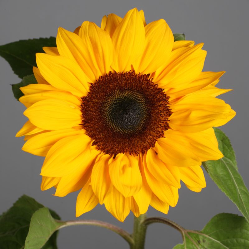 SunFlower seeds for Planting Cottage Garden Essential Heirloom & GMO Free Seeds for Home Garden