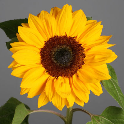SunFlower seeds for Planting Cottage Garden Essential Heirloom & GMO Free Seeds for Home Garden