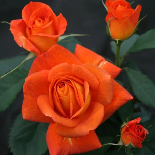 Red Orange Rose Flower seeds for Planting Colorful Display, Heirloom & GMO Free Seeds for Home Garden vegetable and garden seeds