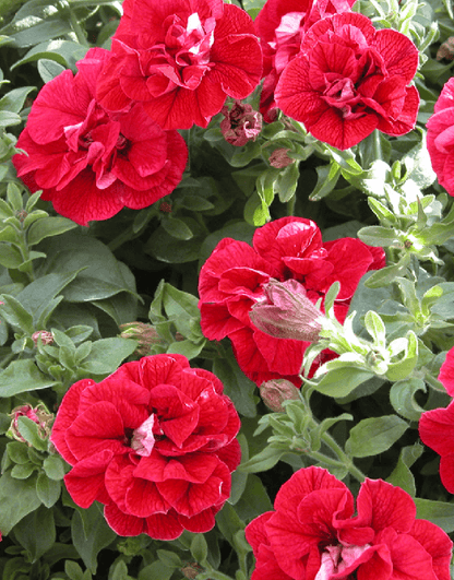 Double Wave Red Petunia Flower seeds for Planting - Low Maintenance, Heirloom & GMO Free Seeds for Home Garden
