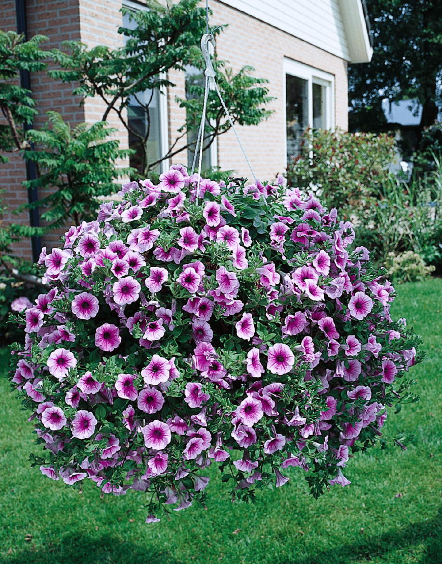 Premium Surfinia Flower seeds for Planting Fragrant Blossoms, Heirloom & GMO Free Seeds for Home Garden seeds