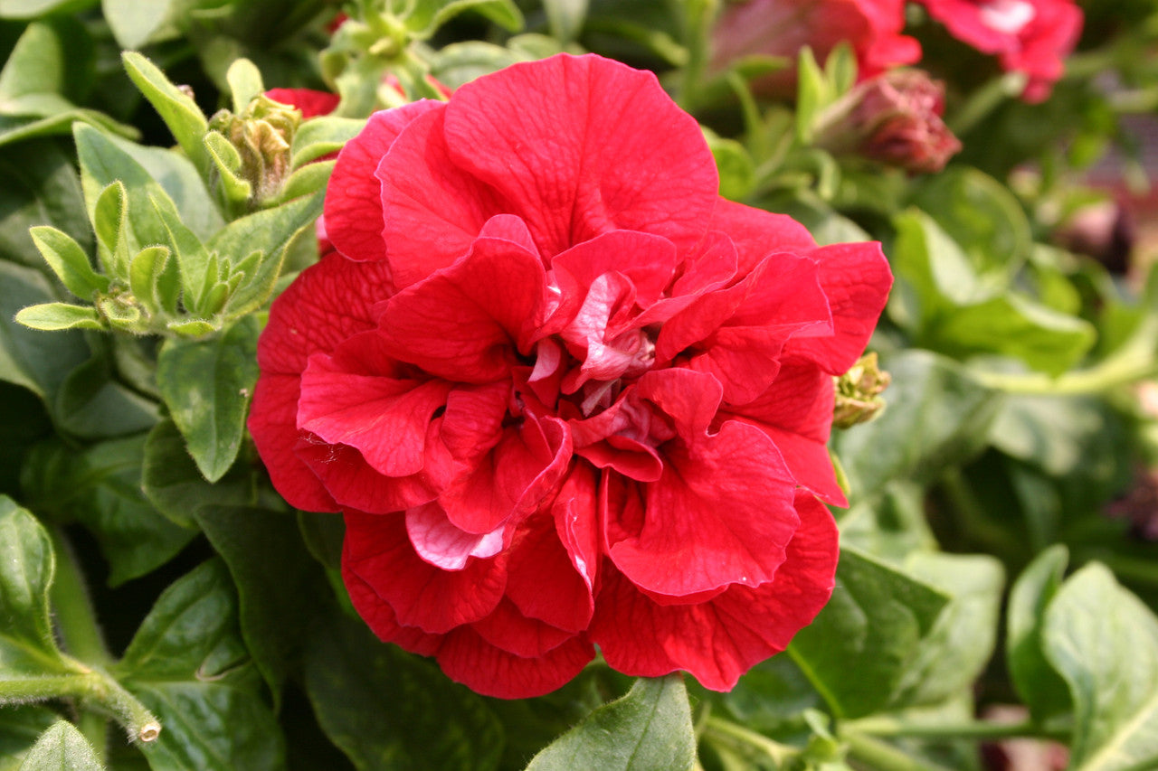 Double Wave Red Petunia Flower seeds for Planting - Low Maintenance, Heirloom & GMO Free Seeds for Home Garden