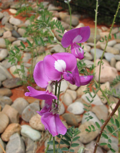 Heirloom Swainsonia Flower seeds for Planting Seasonal Bloomer Heirloom & GMO Free Seeds for Home Garden