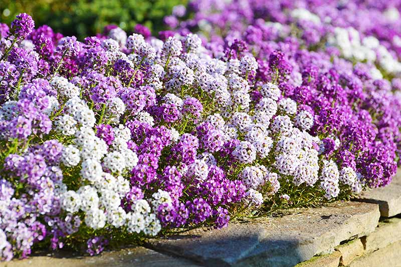 Alyssum Easter Bonnet Mix bonnet Flower seeds for Planting Pollinator Friendly Heirloom & GMO Free Seeds for Home Garden