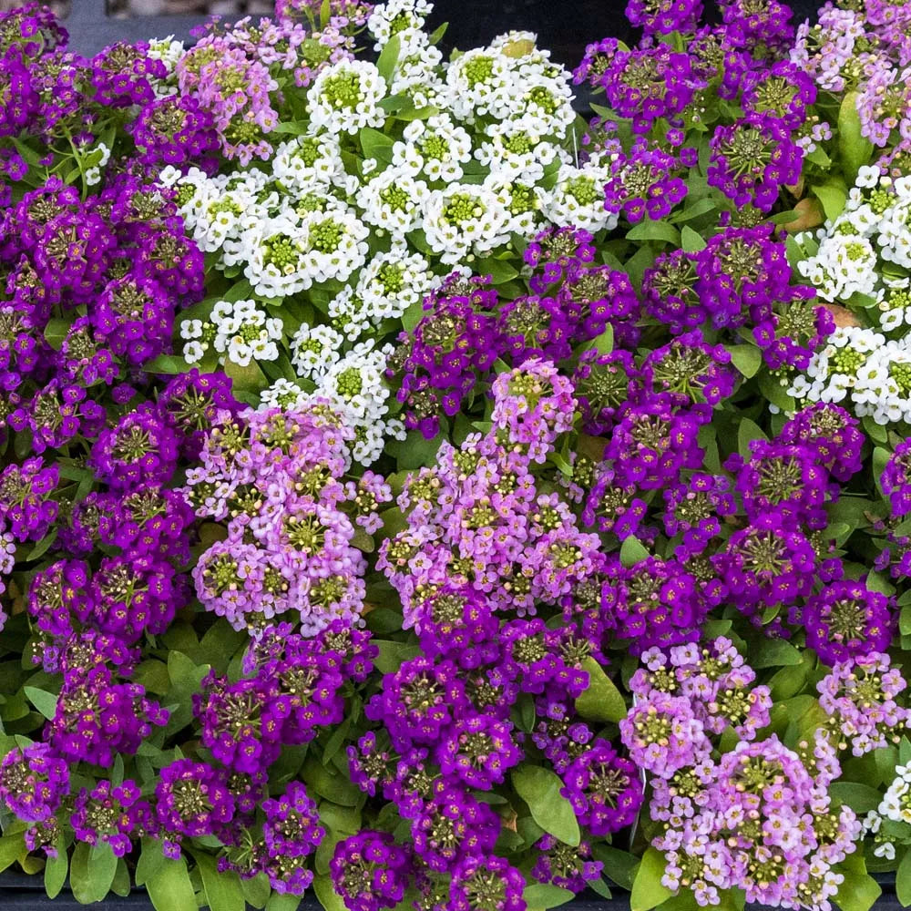 Heirloom Alyssum Flower seeds for Planting Perfect for Borders Heirloom & GMO Free Seeds for Home Garden