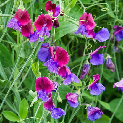 Heirloom Peas Flower seeds for Planting Vibrant Colors Heirloom & GMO Free Seeds for Home Garden