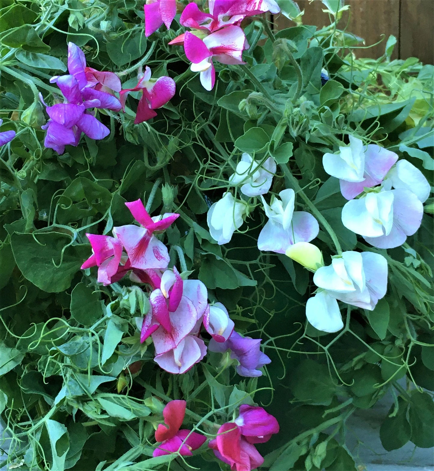 Sweet Pea Cupid Flower seeds for Planting Easy to Grow Heirloom & GMO Free Seeds for Home Garden