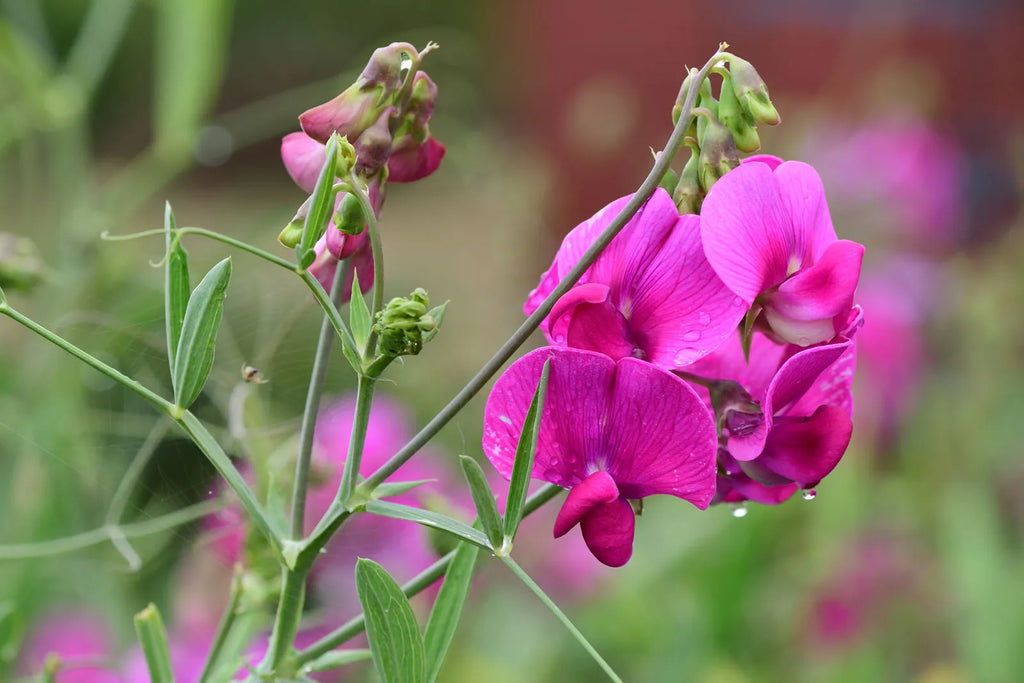 Violet Lathyrus Odoratus Flower seeds for Planting Shade Tolerant, Heirloom & GMO Free Seeds for Home Garden vegetable and garden seeds
