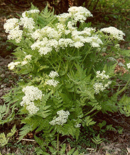 Myrrhis Odorata Flower seeds for Planting Seasonal Bloomer Heirloom & GMO Free Seeds for Home Garden