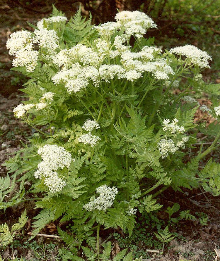 Heirloom Sweet Cicely Flower seeds for Planting Seasonal Bloomer Heirloom & GMO Free Seeds for Home Garden